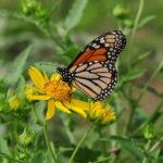 butterfly, nature, insect, bloom, wings, pollination-9887875.jpg